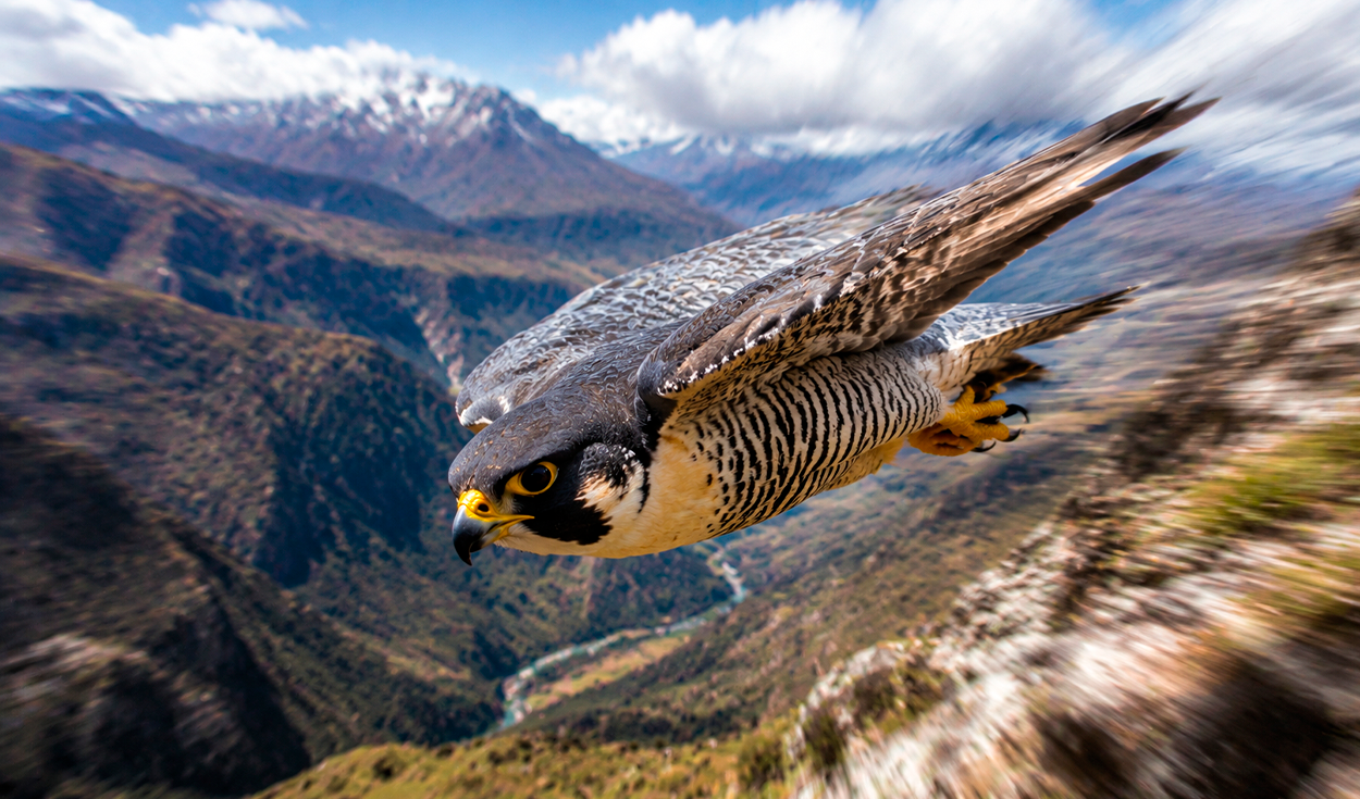 El animal más rápido del mundo caza a 386 km/h, maniobra con precisión sin perder estabilidad ni sufrir daños y suele migrar a Perú
